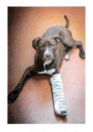 Humane Society of Huron Valley